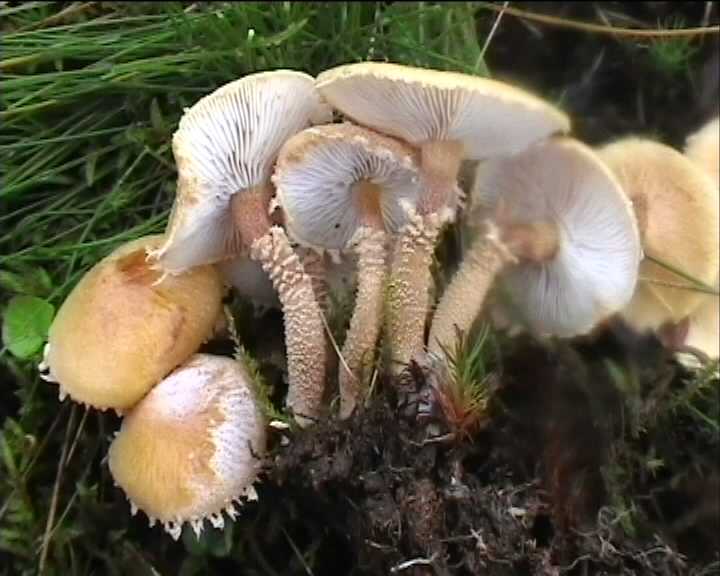 Cystoderma amianthinum  (Scop.: Fr.)  Fayod